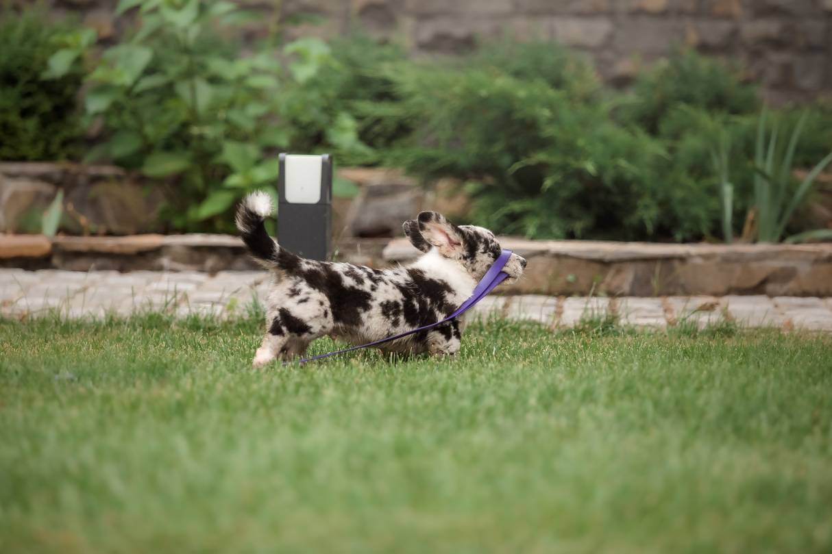 welsh-corgi-cardigan-cute-fluffy-dog-puppy-2023-11-27-05-35-50-utc (1) welsh corgi cardigan cute fluffy dog puppy 2023 11 27 05 35 50 utc 1